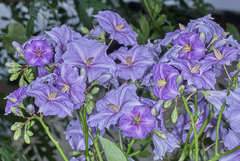 Solanum wendlandii