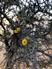 Vachellia caven
