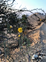 Vachellia caven
