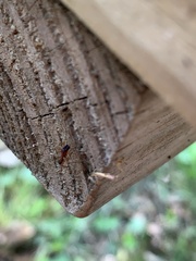 Synemosyna formica