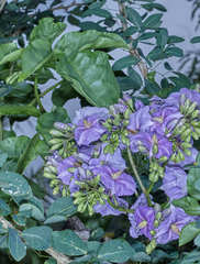 Solanum wendlandii
