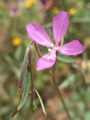 Clarkia modesta