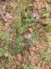 Clarkia modesta