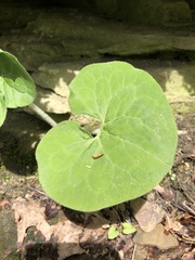 Asarum canadense canadense
