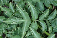Solanum wendlandii