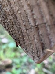 Synemosyna formica