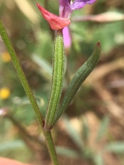 Clarkia modesta
