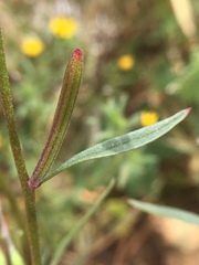 Clarkia modesta
