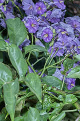 Solanum wendlandii