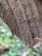 Synemosyna formica