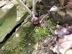 Asarum canadense canadense