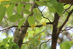 Cassia fistula