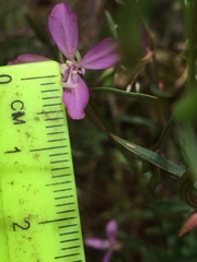Clarkia modesta