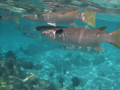 Ellochelon vaigiensis