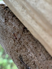 Synemosyna formica
