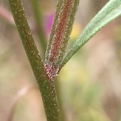 Clarkia modesta