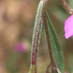 Clarkia modesta