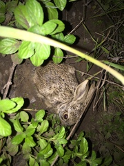 Lepus californicus