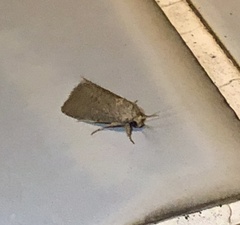 Spodoptera pecten