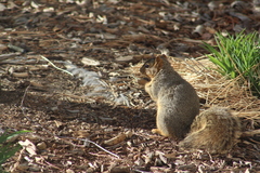 Sciurus niger