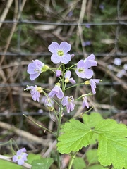 Cardamine pratensis