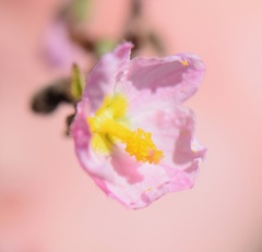 Kosteletzkya depressa