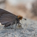 Orange-headed Roadside-Skipper - Photo (c) MiguelOlivas, some rights reserved (CC BY-NC), uploaded by MiguelOlivas