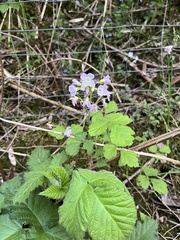 Cardamine pratensis