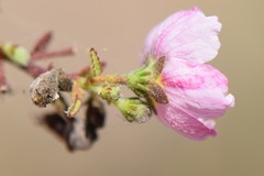 Kosteletzkya depressa