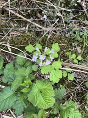 Cardamine pratensis