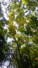 Cassia fistula