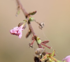 Kosteletzkya depressa