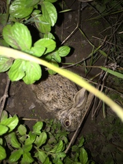 Lepus californicus
