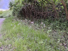 Cardamine pratensis