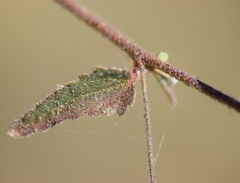 Kosteletzkya depressa