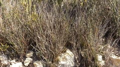 Hypodiscus procurrens