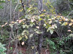 Nothofagus alessandrii