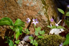 Claytonia caroliniana