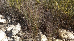 Hypodiscus procurrens