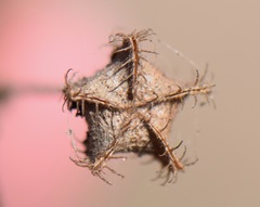 Kosteletzkya depressa