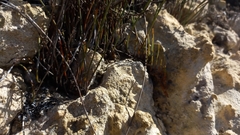 Hypodiscus procurrens