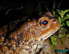Bufo eichwaldi