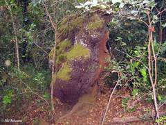 Nothofagus alessandrii