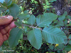 Nothofagus alessandrii