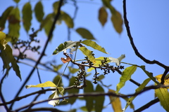 Zanthoxylum caribaeum