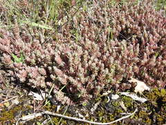 Petrosedum orientale