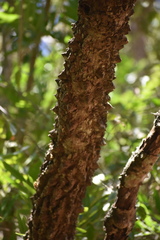 Zanthoxylum caribaeum