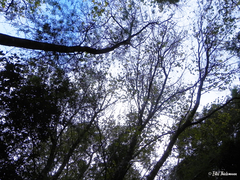 Nothofagus alessandrii