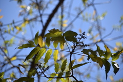 Zanthoxylum caribaeum