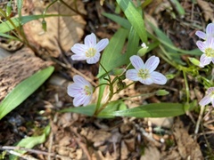 Claytonia caroliniana